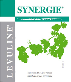 SYNERGIE